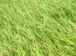Raw Rice Grains