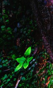 Dark Tree