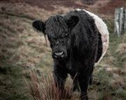 Cow At Higger Tor 