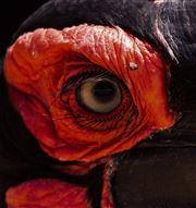 Eye See You
