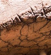 Giant Footstep