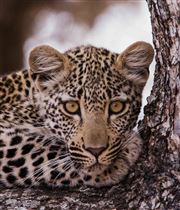 Intense Stare