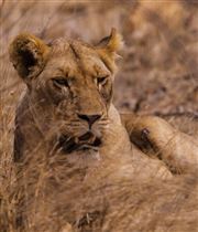 King Of The Jungle