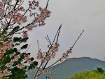 Falling Pink Sakura At The End Of Winter