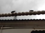 Gujarati Bee
