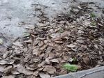 Tree Before Monsoon
