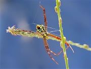 Spider Constructing Its Web Home 