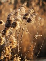 Reed