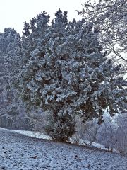 Winter Lace
