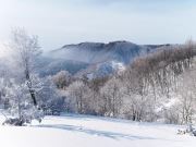 Wirgin Snow