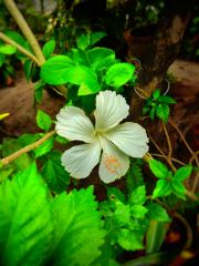Blooming Flower