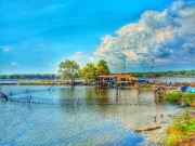 Mangrove 