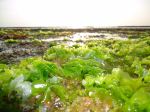 Beach Grass