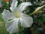 Morning Blossom