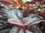 Shrub