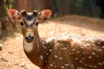 A Deer In Zoo