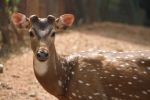 I Am Ready To Take My Photo Tikku Deer