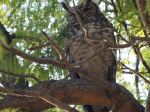 Garden Owl