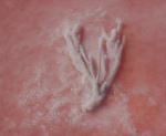 Pink Salt Branch