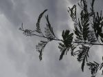 Shadow Leaves