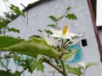 Solo Flower
