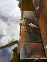 Dragonfly Transformation