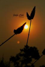 Eraly Morning Sun Rises To The Grass
