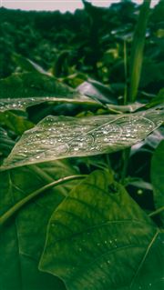 Nature Drop