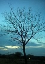 Shade Of Tree