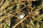 Long Tailed Tit