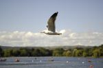 Majestic Gull