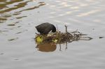 Mother Coot
