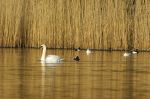 On Golden Pond