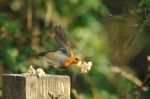 Robin Taking The Bait