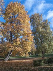 Birch