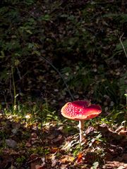 Mushroom