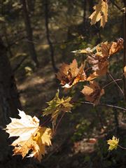 Yellow Leaves