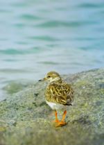 Bird On A Rock