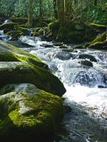 Mossy Rocks