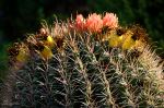 Desert Beauty