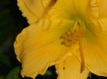 Buttercup Daylily