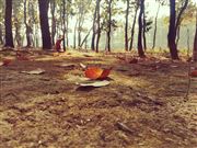 Leaf On The Ground
