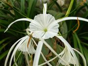 White Spider Lily