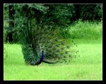 Peacock Dance