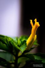 Praising Flower
