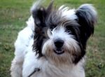 smiling Dog