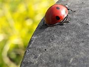 Lady Bug On A Stone 