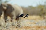 Drongotrio In Etosha