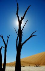 In The Desert