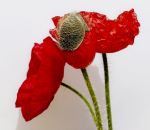 Unfolding